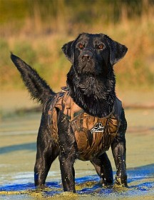 Bild på Dokken Neoprene Dog Vest