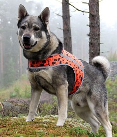 Bild på Brava Rokka Reflective Vest 