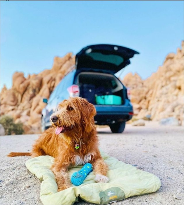 Köp OllyDog Vagabond Bed Bog/lguana på widforss.se
